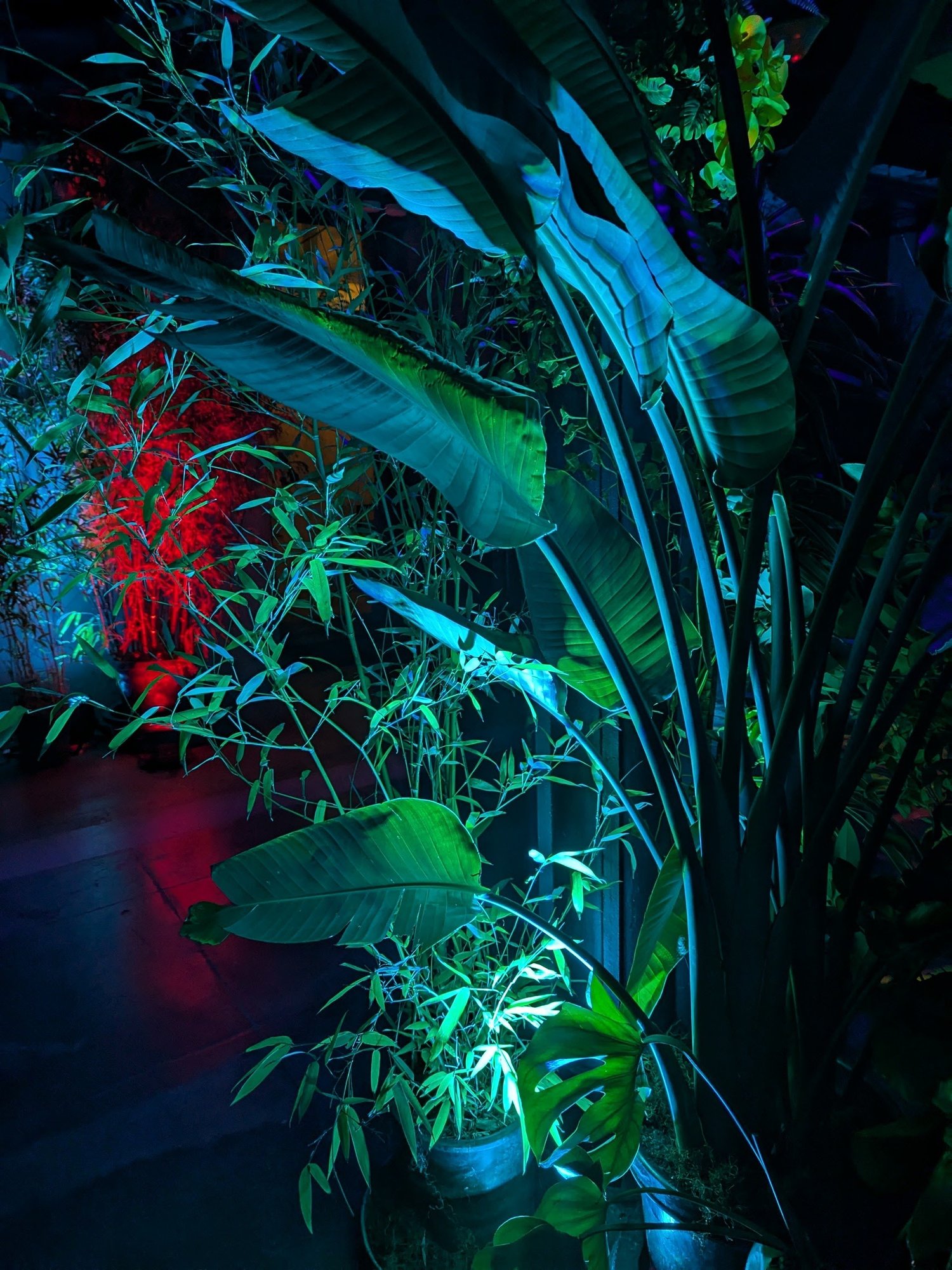 Mana Society at Hibernia Bank